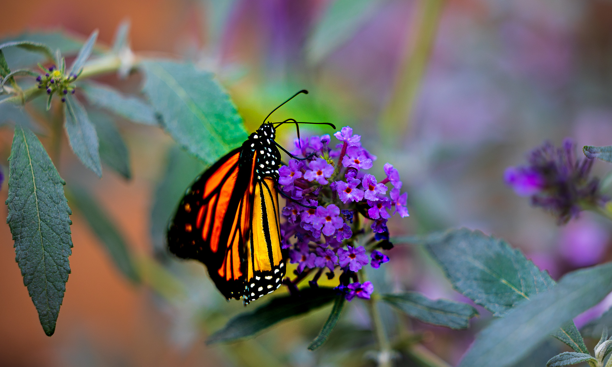 Monarch Butterfly feeding on White  Milkweed bloom.  